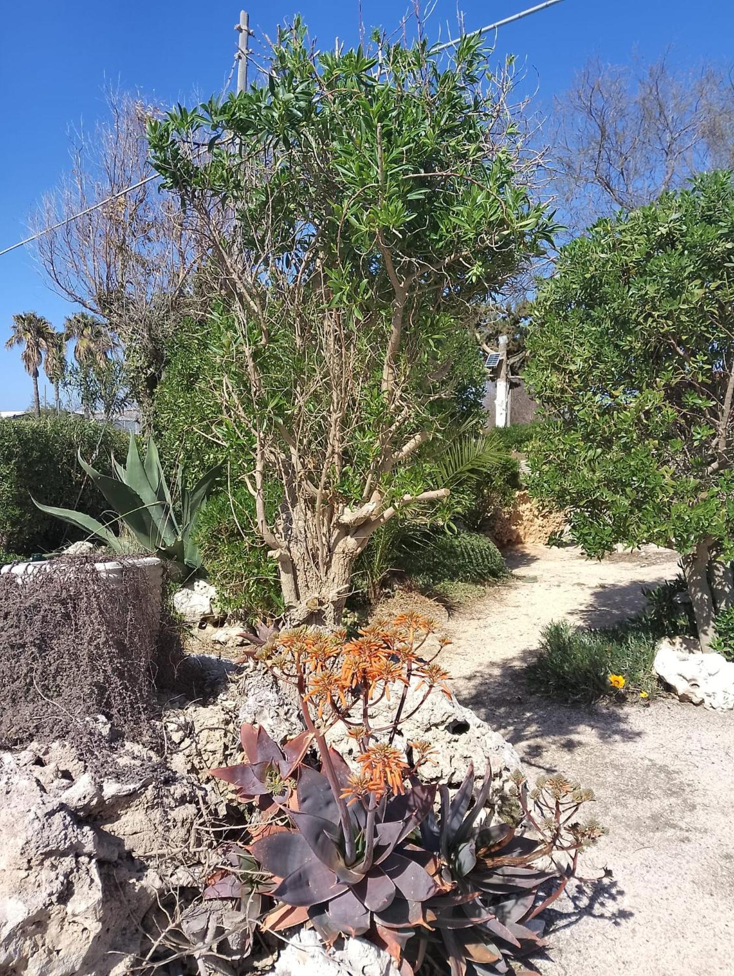 Punta Grossa Apartments By My Home Apulia 托雷拉皮罗 外观 照片